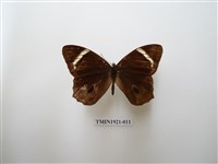 藏品(台灣黛眼蝶)的圖片